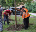 В Туле на ул. Фрунзе высаживают клены