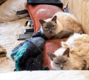 В Щекино мужчина развел в квартире 15 кошек и отравил жизнь соседям