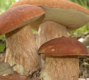Пролетарский парк приглашает на День грибника и грибов