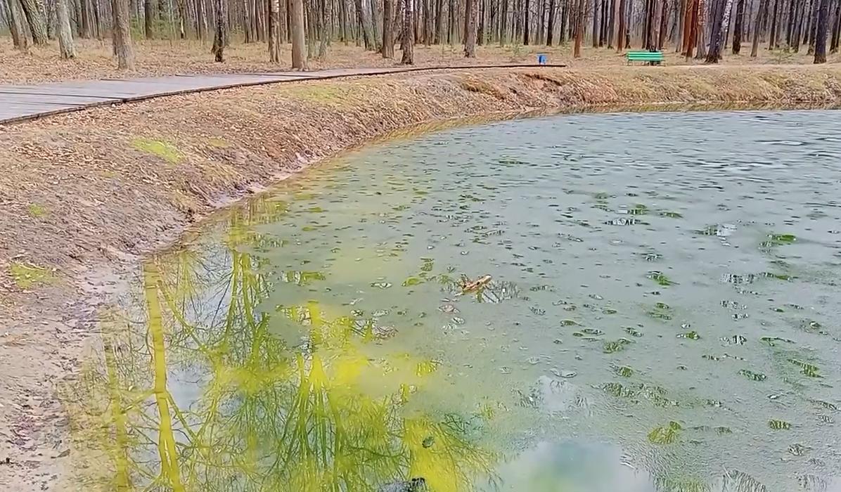 «Поставили насос, а его след простыл»: суворовцы показали умирающий пруд в местном парке