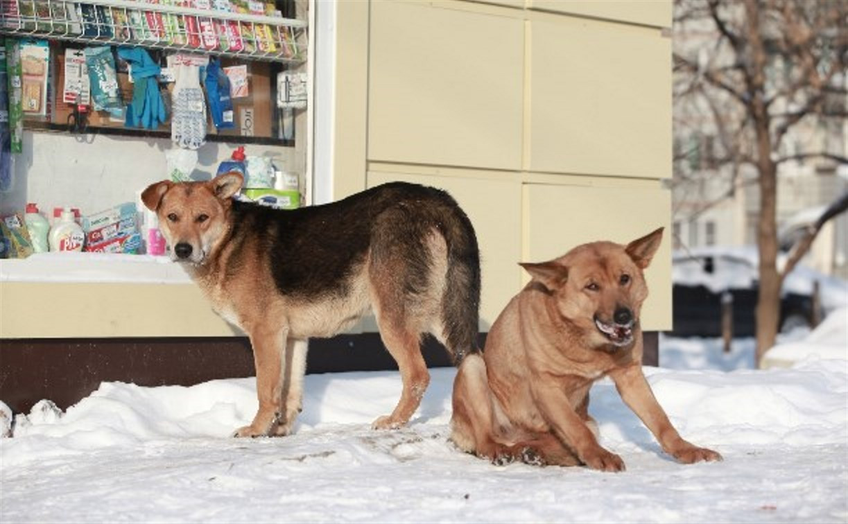 В Тульской области неизвестные истребляют бездомных собак