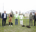 В парке «Патриот-Тула» высадили тополь Победы из Сталинграда