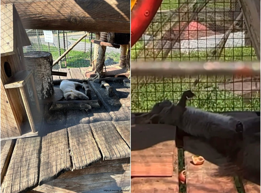 «Умирают от жары»: туляки обеспокоены состоянием животных в парке-отеле «Плазма»