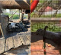 «Умирают от жары»: туляки обеспокоены состоянием животных в парке-отеле «Плазма»