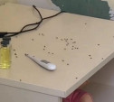 В Туле детская больница подверглась нашествию муравьёв