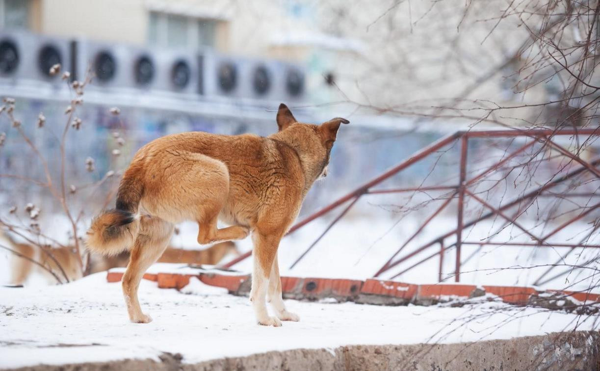 Дюмин дал главе администрации Новомосковска неделю на решение проблемы бездомных собак