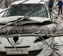 В Туле дерево рухнуло на автомобиль и перекрыло въезд в поселок Хомяково 