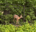 Сотрудники МЧС спасли косуленка, застрявшего в заборе гимназии