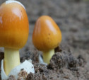 В июне в Тульской области четыре человека отравились грибами