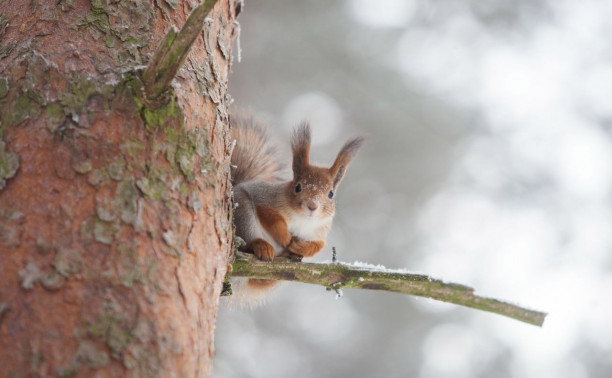 Погода в Туле 16 января: морозно и скользко
