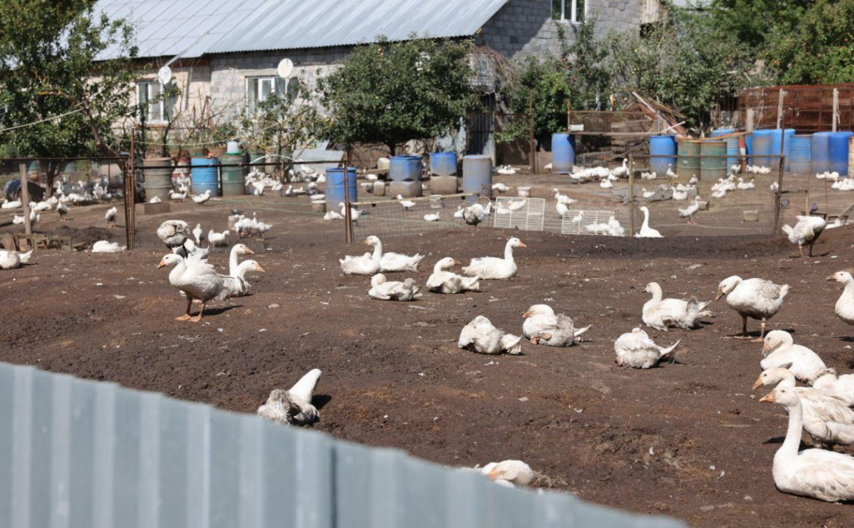 В Туле фермер вырастил армию неопознанных гусей и собирался продавать их мясо без проверок