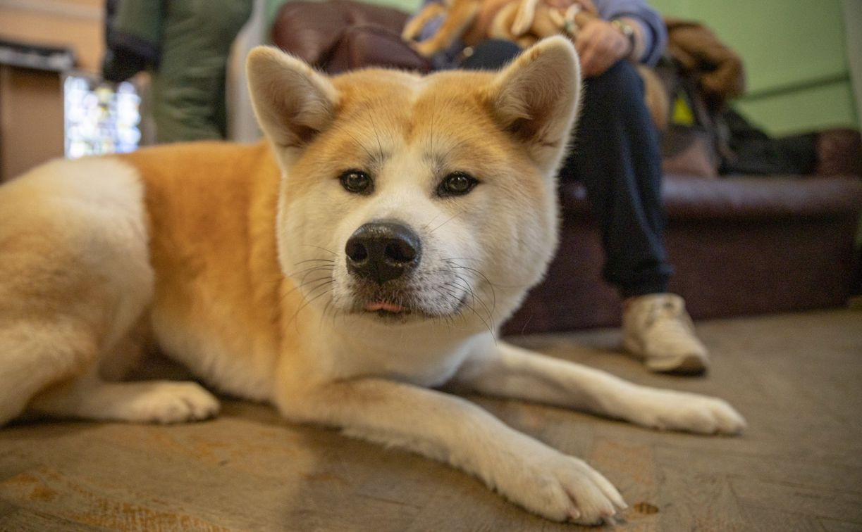 В Туле прошла выставка собак: фоторепортаж