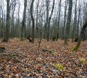 В Тульской области с нарушениями содержится памятник природы «Урочище «Рыхотка»