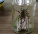 Туляк нашел тарантула в стиральном порошке