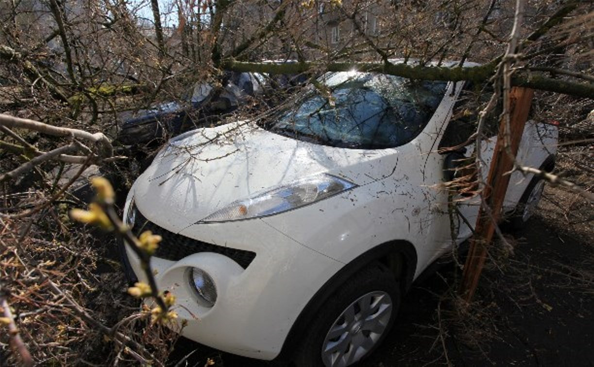 В Туле ураганный ветер повалил деревья и столбы на автомобили