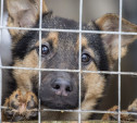 В Госдуме предложили ввести административную ответственность за жестокое обращение с животными