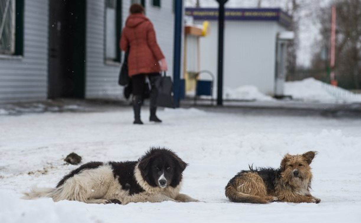 Суд обязал владельца приюта в Венёвском районе устранить нарушения по содержанию собак