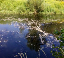 В реке Воронке отравили рыбу?