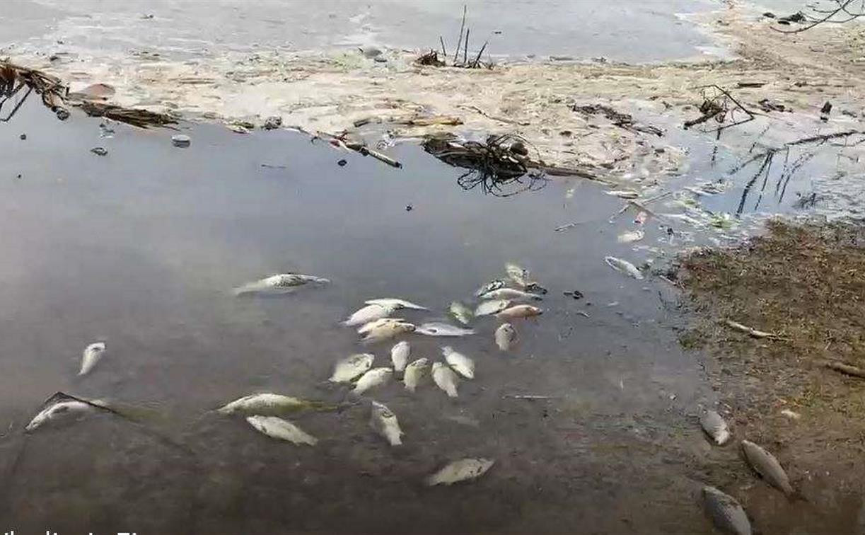 В Ясногорске на берег пруда выбросило мертвую рыбу