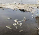 В Ясногорске на берег пруда выбросило мертвую рыбу