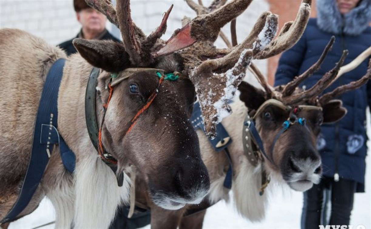 «Северное шоу» возвращается в Новогоднюю столицу России