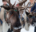 «Северное шоу» возвращается в Новогоднюю столицу России