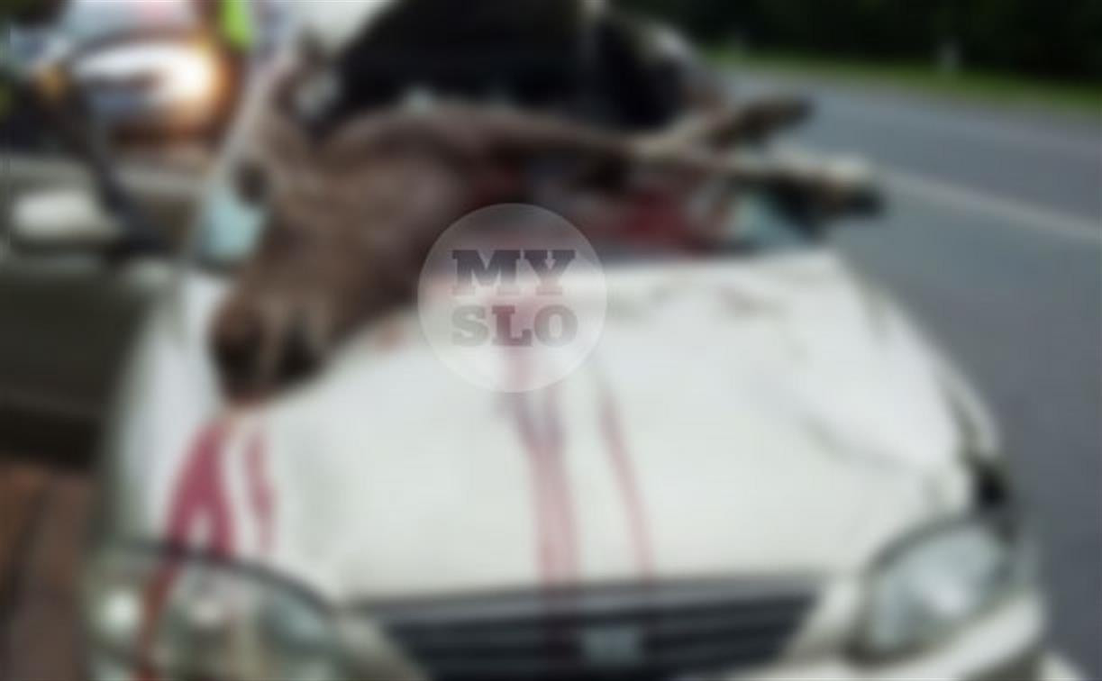 В Тульской области из-за влетевшего в салон авто лося пострадали три человека: фото 18+