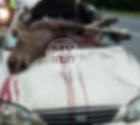 В Тульской области из-за влетевшего в салон авто лося пострадали три человека: фото 18+