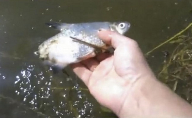 В Алексине в реке Ока массово подохла рыба