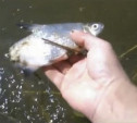 В Алексине в реке Ока массово подохла рыба