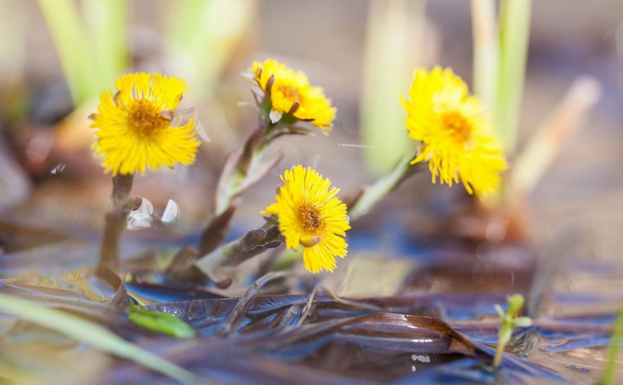 Как туляки будут отдыхать во втором квартале 2026 года