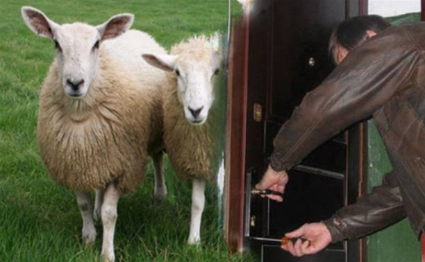 Тульская полиция раскрыла кражу из квартиры и хищение двух овец