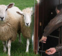 Тульская полиция раскрыла кражу из квартиры и хищение двух овец