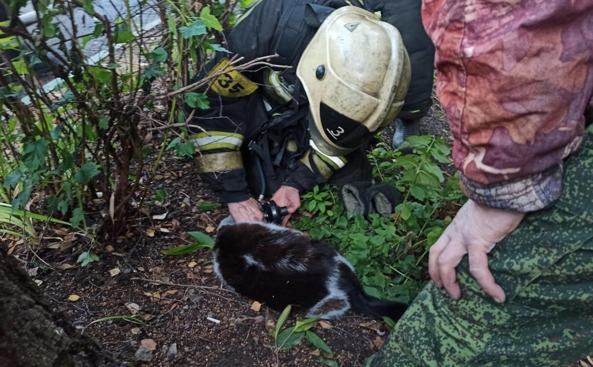 Пожар в Туле на ул. Фучика: спасатели пытались реанимировать кошку 