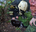 Пожар в Туле на ул. Фучика: спасатели пытались реанимировать кошку 