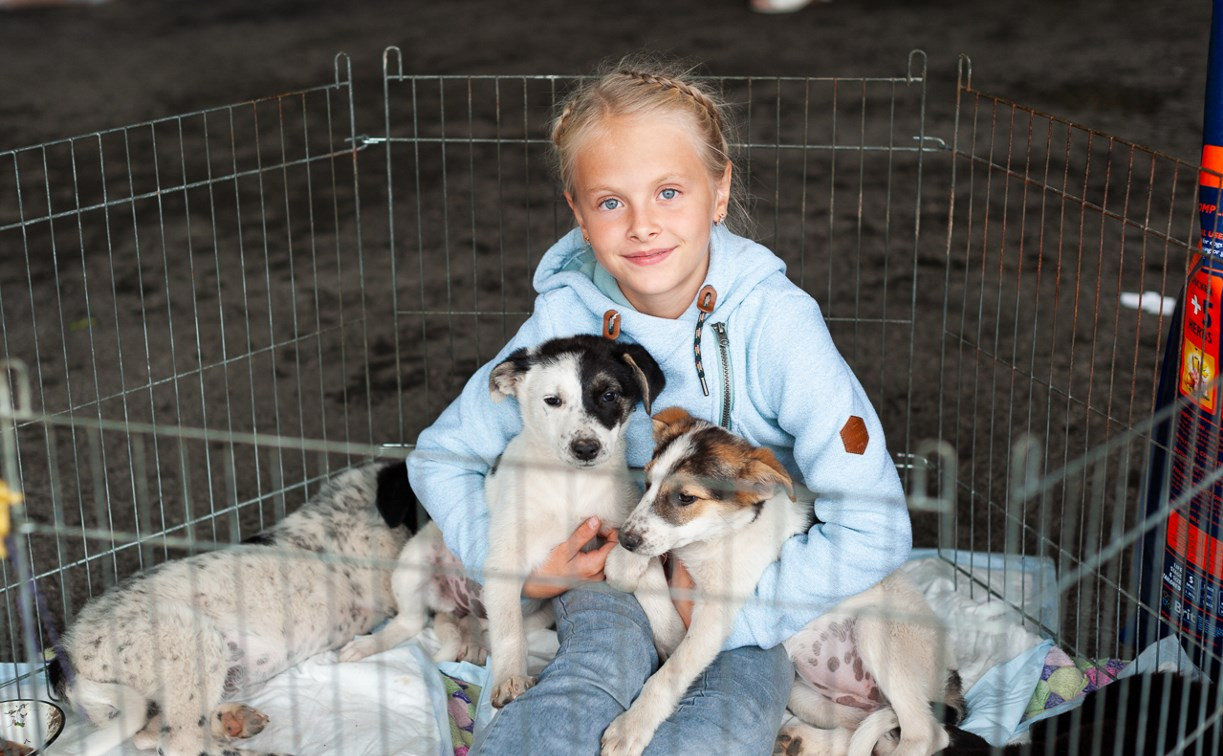 В Туле на благотворительном фестивале помощи животным собаки обрели хозяев: фоторепортаж
