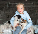 В Туле на благотворительном фестивале помощи животным собаки обрели хозяев: фоторепортаж