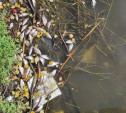 Жители Богородицка бьют тревогу: в пруду массово гибнет рыба