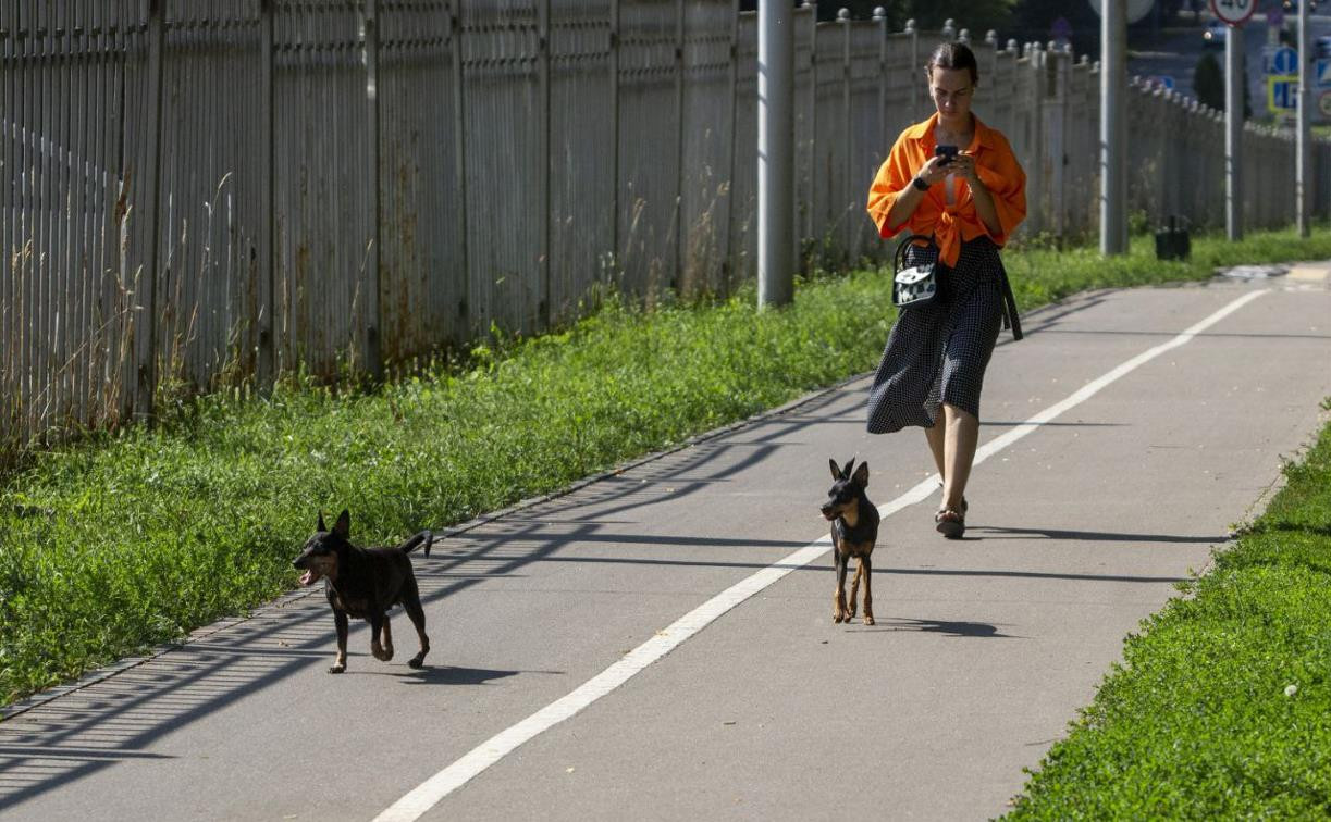 Как заставить туляков выгуливать собак в городе на поводке
