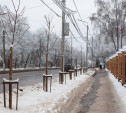 «Зачем сажать деревья под провода?»: туляков волнует судьба саженцев на улице Тимирязева 