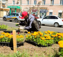 На улицах Тулы к середине июня высадят 230 тысяч цветов