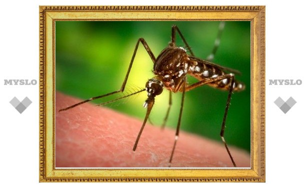 Тульские врачи предупреждают: остерегайтесь укусов подвальных комаров!