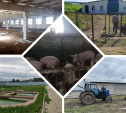 Тракторы, хрюшки и бассейны с осетрами: какие фермы продаются в Тульской области