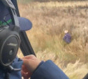 Пропавшую в Тульской области 10-летнюю девочку нашли в поле с вертолета: видео