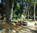 На месте срубленных деревьев в Рогожинском парке появится парковка