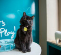 В Туле откроется первое «кошачье кафе»