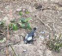 Туляки: «Город усыпан трупами голубей»
