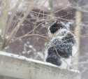 Мартовский снегопад в Туле: фоторепортаж