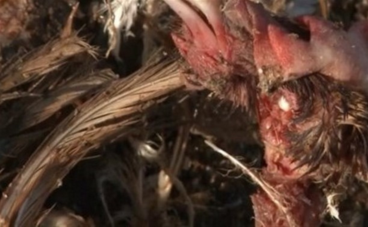 Куриный могильник в поле под Тулой: за птицефабрикой установят контроль
