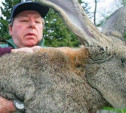 Тульской области велели разводить кроликов и индеек